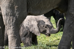 éléphant d'Afrique / african elephant