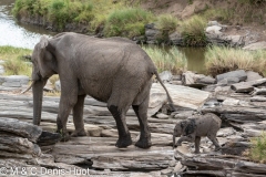 éléphant d'Afrique / african elephant