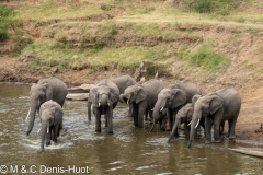 éléphant d'Afrique / african elephant