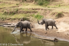 éléphant d'Afrique / african elephant