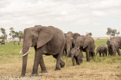 éléphant d'Afrique / african elephant