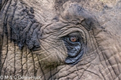 éléphant d'Afrique / african elephant