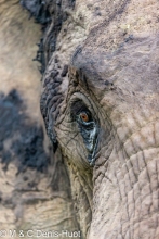 éléphant d'Afrique / african elephant