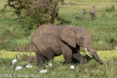 éléphant d'Afrique / african elephant