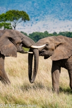 éléphant d'Afrique / african elephant