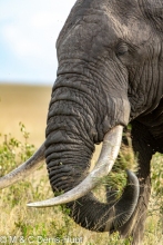 éléphant d'Afrique / african elephant