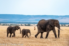 éléphant d'Afrique / african elephant