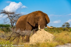 african elephant