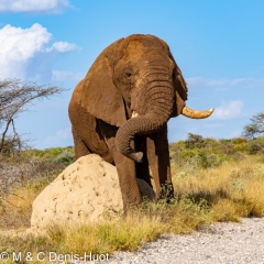 Elephant
