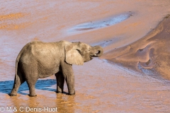 éléphant d'Afrique / african elephant