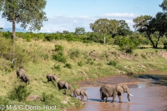 éléphant d'Afrique / african elephant