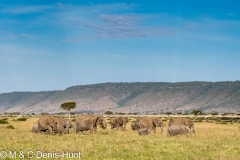 éléphant d'Afrique / african elephant