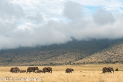 éléphant d'Afrique / african elephant