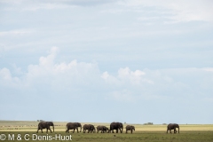 éléphant d'Afrique / african elephant