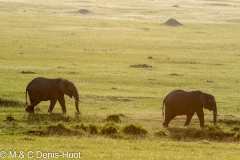 éléphant d'Afrique / african elephant