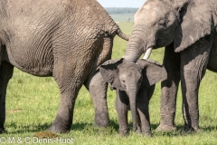 éléphant d'Afrique / african elephant