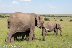 éléphant d'Afrique / african elephant