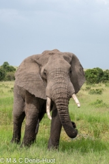 éléphant d'Afrique / african elephant