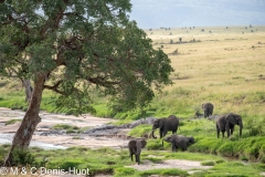 éléphant d'Afrique / african elephant