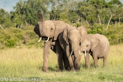 éléphant d'Afrique / african elephant