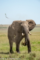 éléphant d'Afrique / african elephant