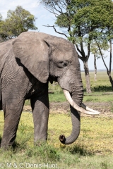 éléphant d'Afrique / african elephant