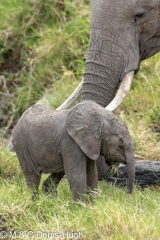 éléphant d'Afrique / african elephant