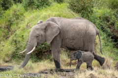 éléphant d'Afrique / african elephant