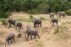 éléphant d'Afrique / african elephant