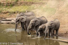 éléphant d'Afrique / african elephant