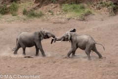 éléphant d'Afrique / african elephant