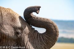 éléphant d'Afrique / african elephant