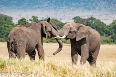 éléphant d'Afrique / african elephant