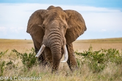 éléphant d'Afrique / african elephant