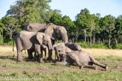 éléphant d'Afrique / african elephant