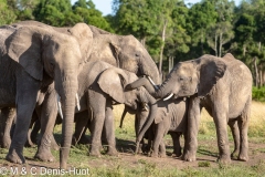 éléphant d'Afrique / african elephant