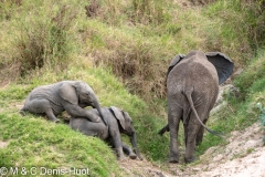 éléphant d'Afrique / african elephant