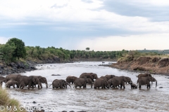 éléphant d'Afrique / african elephant