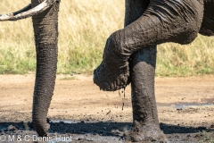 éléphant d'Afrique / african elephant