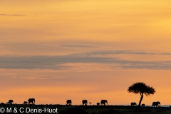 éléphant d'Afrique / african elephant