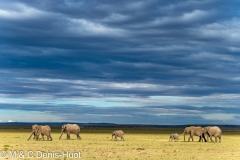 éléphant d'Afrique / african elephant