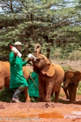 orphelinat des éléphants / elephant orphanage