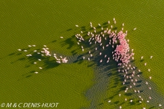 flamant nain / lesser flamingo