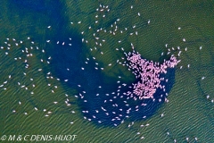 flamant nain / lesser flamingo