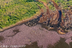 Lac Bogoria / lake Bogoria