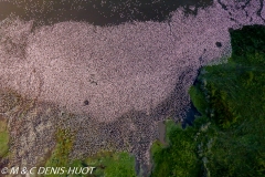 Lac Bogoria / lake Bogoria