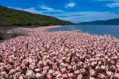 Lac Bogoria / lake Bogoria