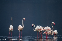 flamant rose / greater flamingo