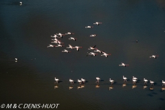 flamant nain / lesser flamingo