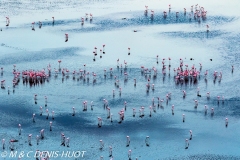 flamant nain / lesser flamingo